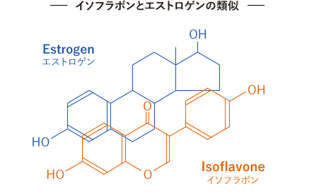 イソフラボンとエストロゲンの類似