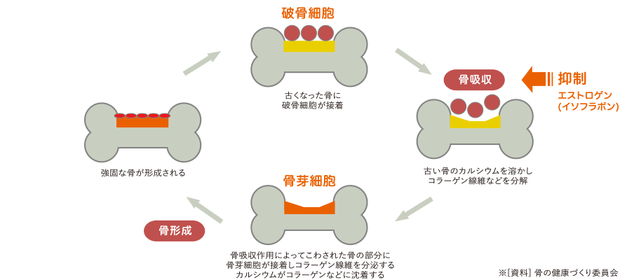 骨代謝の仕組み